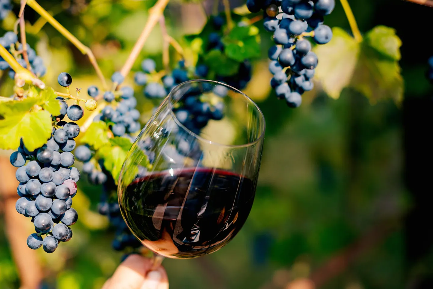 It’s not just Europe. Wine prices are set to spike considerably, regardless of whether Trump follows through with threats of 200% tariffs on EU booze.